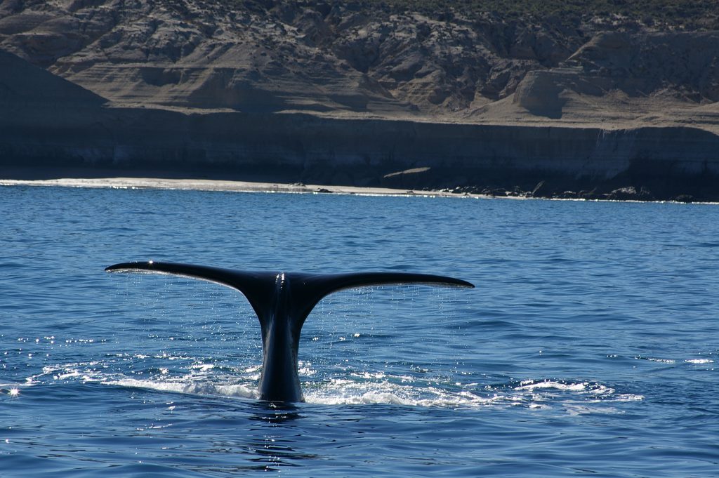 incontro ravvicinato con le balene