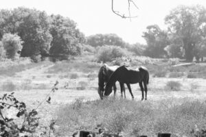 Cavalli nel parco del Lago di Fogliano