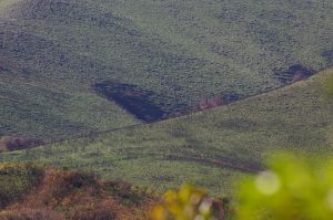 L'impronta di un Ufo sul cerro Pajarillo